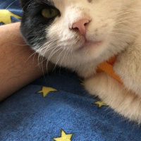 Tuxedo (Smokin) Kedi, Kedi  Diablo fotoğrafı