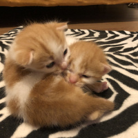 Ankara Kedisi, Kedi  Momo fotoğrafı