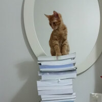 Sarman, Kedi  Mila fotoğrafı