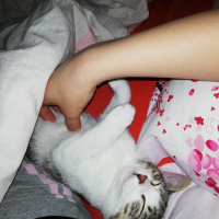 Tekir Kedi, Kedi  Pera fotoğrafı