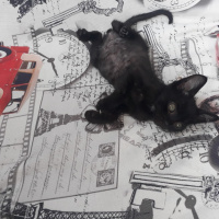Tekir Kedi, Kedi  Yok fotoğrafı