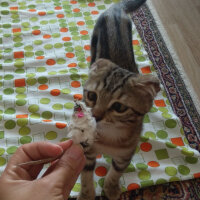 Tekir Kedi, Kedi  Minik fotoğrafı