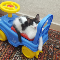 Tekir Kedi, Kedi  Diego fotoğrafı