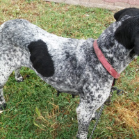 Pointer, Köpek  Chance fotoğrafı