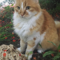 Sarman, Kedi  Bızdık fotoğrafı