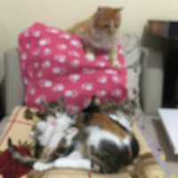 Sarman, Kedi  Bızdık fotoğrafı