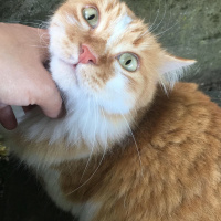 Sarman, Kedi  Bızdık fotoğrafı