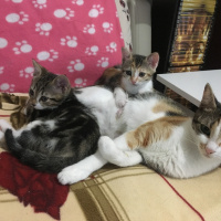 Tekir Kedi, Kedi  Maşa fotoğrafı