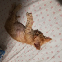 Sarman, Kedi  Minnoş fotoğrafı
