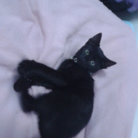 Bombay, Kedi  Lucy fotoğrafı