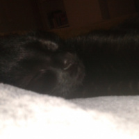 Bombay, Kedi  Lucy fotoğrafı