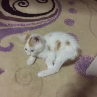 Tekir Kedi, Kedi  Sauron fotoğrafı