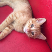 Sarman, Kedi  Cesur fotoğrafı