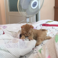 Sarman, Kedi  Cesur fotoğrafı