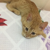 Sarman, Kedi  Cesur fotoğrafı