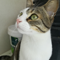 Tekir Kedi, Kedi  Müzüş fotoğrafı