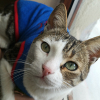 Tekir Kedi, Kedi  Müzüş fotoğrafı