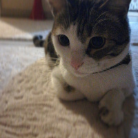 Tekir Kedi, Kedi  Müzüş fotoğrafı