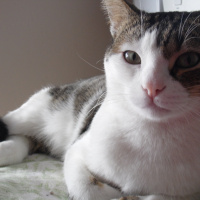 Tekir Kedi, Kedi  Müzüş fotoğrafı