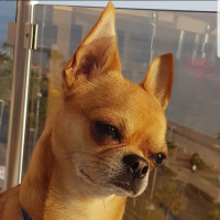 Chihuahua, Köpek  Sanchez fotoğrafı