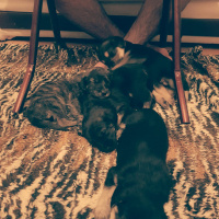 Gordon Setter, Köpek  Ceyces family fotoğrafı