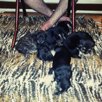 Gordon Setter, Köpek  Ceyces family fotoğrafı