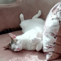 Tekir Kedi, Kedi  Minoa fotoğrafı
