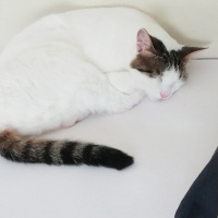 Tekir Kedi, Kedi  Minoa fotoğrafı