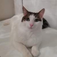 Tekir Kedi, Kedi  Minoa fotoğrafı