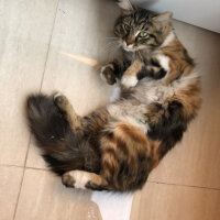 Tekir Kedi, Kedi  Ponçik fotoğrafı