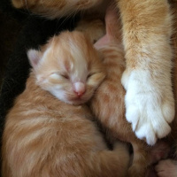 Tekir Kedi, Kedi  Miniş fotoğrafı