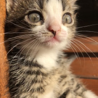 Tekir Kedi, Kedi  Rocky fotoğrafı