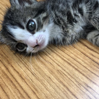 Tekir Kedi, Kedi  Rocky fotoğrafı
