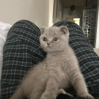 Scottish Fold, Kedi  Asya fotoğrafı