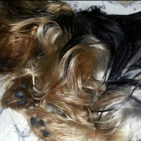 Yorkshire Terrier, Köpek  ÇİLEK fotoğrafı