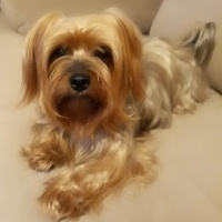 Yorkshire Terrier, Köpek  ÇİLEK fotoğrafı
