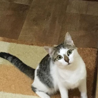 Tekir Kedi, Kedi  Lena fotoğrafı