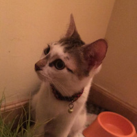 Tekir Kedi, Kedi  Lena fotoğrafı