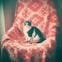 Tekir Kedi, Kedi  Çiko fotoğrafı