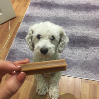Maltese, Köpek  Pati fotoğrafı