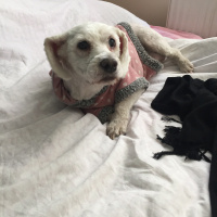 Maltese, Köpek  Pati fotoğrafı