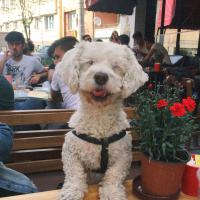 Maltese, Köpek  Pati fotoğrafı