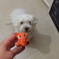 Maltese, Köpek  Pati fotoğrafı