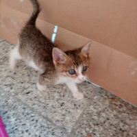 Tekir Kedi, Kedi  Adsız fotoğrafı