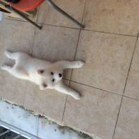 Samoyed, Köpek  Bihter fotoğrafı