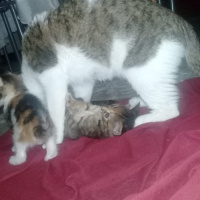 Tekir Kedi, Kedi  Eylül fotoğrafı