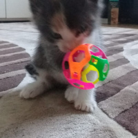 Tekir Kedi, Kedi  Eylül fotoğrafı