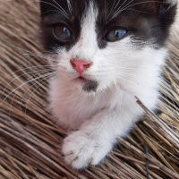 Tekir Kedi, Kedi  Mia fotoğrafı