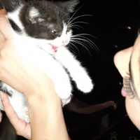 Tekir Kedi, Kedi  Mia fotoğrafı
