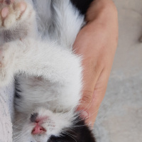 Tekir Kedi, Kedi  Mia fotoğrafı